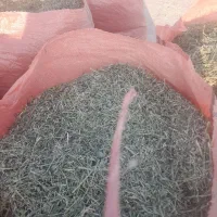 یونجه خرمنکوب