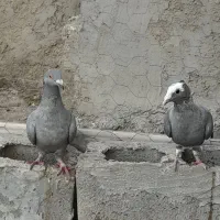 پلنگ نقره ای ونقره ای|پرنده|هامون, |دیوار