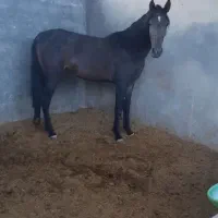فروش اسب