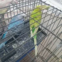 دو عدد مرغ عشق جفت