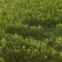 یونجه خورد شده