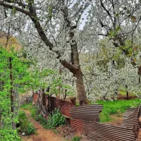 باغبانی مهندس قربانی|خدمات باغبانی و درختکاری|شهریار, فرارت|دیوار