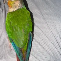طوطی گرینچک گم شده