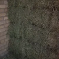 یونجه چرداول