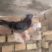 ماده آبادانی فروش و معاوضه