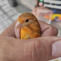 قناری تو سرخ(۶عدد)|پرنده|کرمانشاه, |دیوار