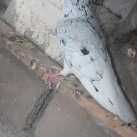 کبوتر کوهی دم سفید