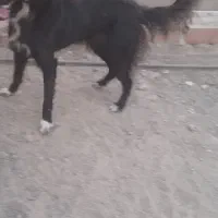 سگ ژرمن  میکس با بلژیک