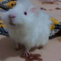 خوکچه هندی زیر قیمت