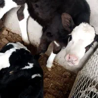 گوساله ماده سیمینتال