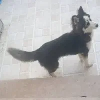 سگ هاسکی ماده مالاموت هفت ماهه سالم با شناسنامه|سگ|رشت, عینک|دیوار