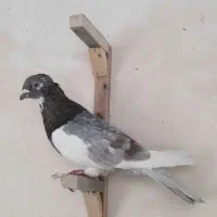 کفترصید پرشی معاوضه هم با کفتر دیگه دارم|پرنده|مشهد, یاس|دیوار