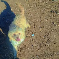 سگ پاکوتاه۹۰۰ ماده