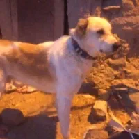 سگ خوبی معا وض باسگ