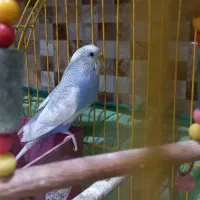 مرغ عشق سالم همراه با قفس