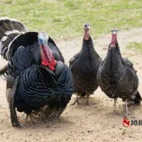 بوقلمون جفتی و خروس تعداد بالا فروشی