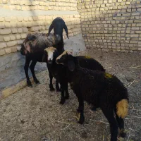 میش دوقلوزا|حیوانات مزرعه|مشهد, احمدآباد|دیوار