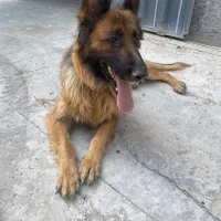 سگ ژرمن شولاین|سگ|پاکدشت, پاکدشت (مامازند)|دیوار