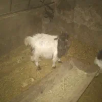 بزغاله و بره|حیوانات مزرعه|کبودرآهنگ, |دیوار