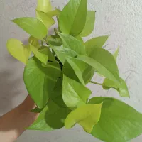 گل پتوس نئون