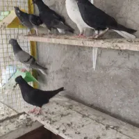 کله ای ودم سفید