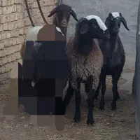 بره ماده دورگ شال