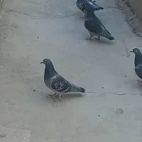 کبوتر جوانه سنگی پولکی|پرنده|سراوان, |دیوار