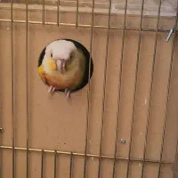 مولد سانچیک و اناناسی رد|پرنده|تهران, دانشگاه شریف|دیوار