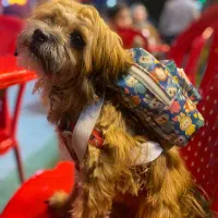 واگذاری سگ خانگی