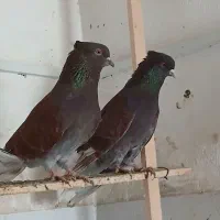 یجفت کبوتر سرخ اخمو یدان کله هندی ماده