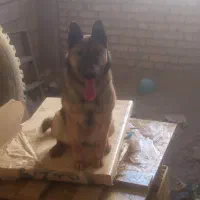 سگ نژاد دار