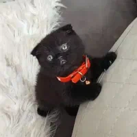 اسکاتیش های زیبا