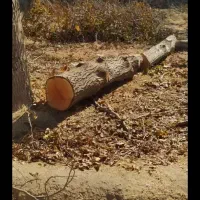 برش درخت رایگان