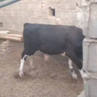 گاو نر نژاد مونت
