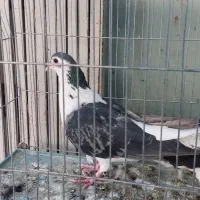 دم گیر|پرنده|اصفهان, ردان|دیوار