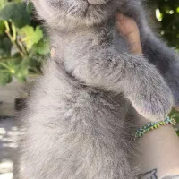 توله گربه نژاددار