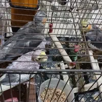 طوطی عروس هلندی|پرنده|رشت, پل تالشان|دیوار