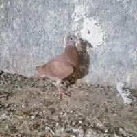 جوجه بغدادی