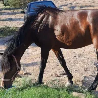 مادیان گمشده|حیوانات|قزوین, |دیوار