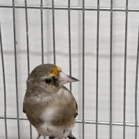 جوجه سهره دو رگ|پرنده|مهریز, |دیوار