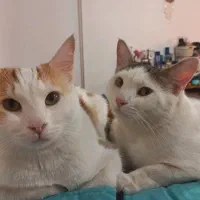 خانگی زیبا آروم