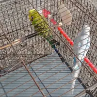 یک جفت مرغ عشق نژاد دار انگلیسی اصلی گریدA|پرنده|فردیس, شهرک راه آهن|دیوار