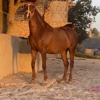 مادیون الماس|اسب و تجهیزات اسبسواری|مرودشت, تامین اجتماعی|دیوار