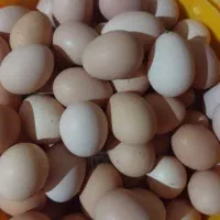 تخم مرغ محلی