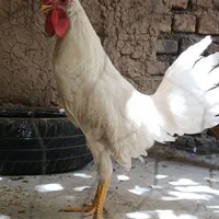 مرغ و خروس|حیوانات مزرعه|اصفهان, آزادان|دیوار