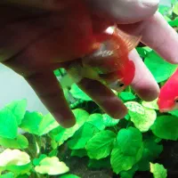 گلدفیش|ماهی|ری, حمزه‌آباد|دیوار