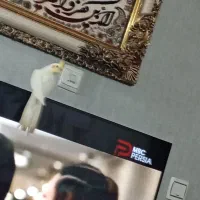 عروس. هلندی