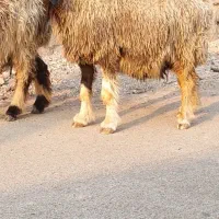 میش|حیوانات مزرعه|شیراز, شهرک سعدی|دیوار