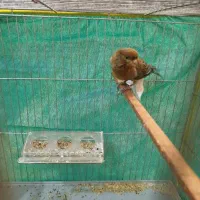 قناری نرسبز بخون|پرنده|کرمان, |دیوار