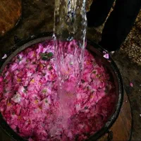 گلاب قمصر رسید